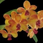 Vanda Pleonpit Prize Blooming Size (3” basket)