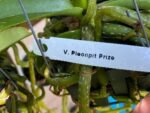 IN SPIKE Vanda Pleonpit Prize Sunburn mark on leave (3” basket) - Image 7
