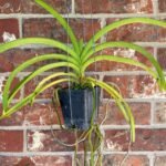 Vanda Kultana Orose Two Tone x A. Pakchong Gold Blooming Size (3.5” Pot)