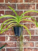 Vanda Kultana Orose Two Tone x A. Pakchong Gold Blooming Size (3.5” Pot)