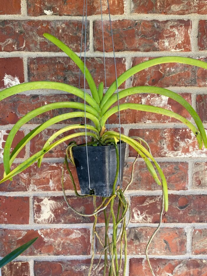 Vanda Kultana Orose Two Tone x A. Pakchong Gold Blooming Size (3.5” Pot) - Image 1