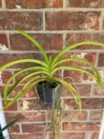 Vanda Kultana Orose Two Tone x A. Pakchong Gold Blooming Size (3.5” Pot) - Image 2