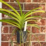 Vanda Kultana Orose x Vanda Kultana Gold Spots Blooming Size (3.5” Pot)