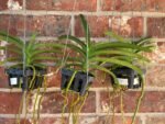 Vanda Pakchong Blue Pink 2n x Vanda Pacharee Delight 4n Blooming Size (3” basket) - Image 4