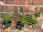 Vanda Pakchong Blue Pink 2n x Vanda Pacharee Delight 4n Blooming Size (3” basket) - Image 5