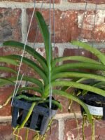 Vanda Pakchong Blue Pink 2n x Vanda Pacharee Delight 4n Blooming Size (3” basket) - Image 7