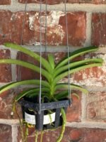 Vanda Pakchong Blue Pink 2n x Vanda Pacharee Delight 4n Blooming Size (3” basket) - Image 8