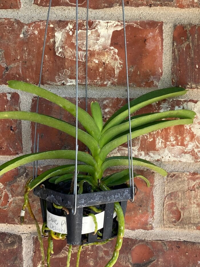 Vanda Pakchong Blue Pink 2n x Vanda Pacharee Delight 4n Blooming Size  (3” basket) - Image 8