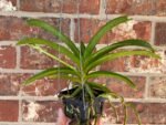 IN SPIKE Vanda Pleonpit Prize Sunburn mark on leave (3” basket) - Image 3