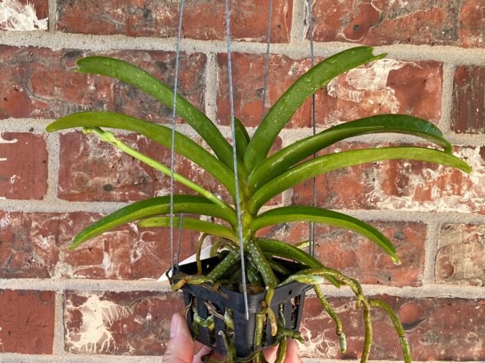 IN SPIKE Vanda Pleonpit Prize Sunburn mark on leave (3” basket) - Image 3