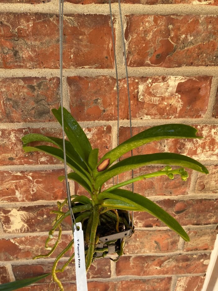 IN SPIKE Vanda Pleonpit Prize Sunburn mark on leave (3” basket) - Image 5