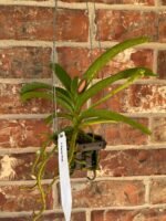 IN SPIKE Vanda Pleonpit Prize Sunburn mark on leave (3” basket) - Image 6