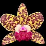 Cattleya Rlc. Naomi’s Delight Blooming Size (3.5" pot)