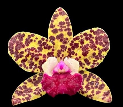 Cattleya Rlc. Naomi’s Delight Blooming Size (3.5" pot)