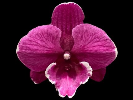 Double Spikes Phalaenopsis Tying Shin Black Bear (3” Pot)