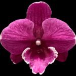Phalaenopsis Tying Shin Black Bear (3” Pot)