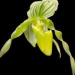 Paph. phillipinense album 'Green Candy'AM/AOS x self (3.5” pot)