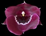 Overgrowth - Miltoniopsis Pierre Langeron × Goodhope Bay ‘Lagima’ (4” pot)