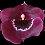 Overgrowth - Miltoniopsis Pierre Langeron × Goodhope Bay ‘Lagima’ (4” pot)