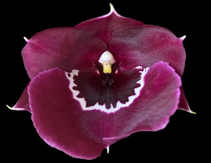 Overgrowth - Miltoniopsis Pierre Langeron × Goodhope Bay ‘Lagima’ (4” pot) - Image 1