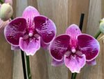 Phalaenopsis Large I-Hsin Dream Bubble (4.5" pot) - Image 3