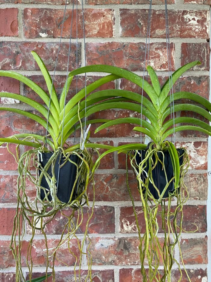 Vanda Rasri Gold x sanderiana (Blooming Size, 3.5” pot) - Image 2