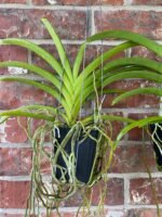Vanda Rasri Gold x sanderiana (Blooming Size, 3.5” pot) - Image 4