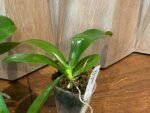 Fragrant - Phalaenopsis bastianii × sib (3” pot) - Image 6