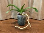 Rhynchostylis gigantea 'Cartoon' (3.5” round pot) - Image 2