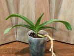 Rhynchostylis gigantea 'Cartoon' (3.5” round pot) - Image 4