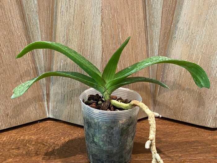Rhynchostylis gigantea 'Cartoon' (3.5” round pot) - Image 4