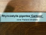 Rhynchostylis gigantea 'Cartoon' (3.5” round pot) - Image 5