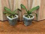 Rhynchostylis gigantea x sib ‘Pink Spots’ (3.5” pot) - Image 2