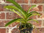 IN SPIKE Vanda Pleonpit Prize Sunburn mark on leave (3” basket) - Image 2