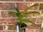 IN SPIKE Vanda Pleonpit Prize Sunburn mark on leave (3” basket) - Image 4