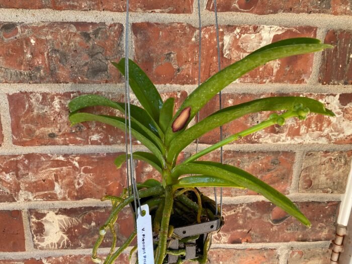 IN SPIKE Vanda Pleonpit Prize Sunburn mark on leave (3” basket) - Image 4