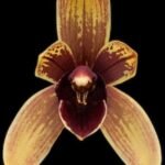 Grammatocymbidium Pakkret Summit ‘Nubia’ (mericlone) (3.5” pot)