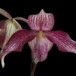 Paph. Wössner Vietnam Star (3.5” pot)