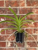 Vanda Rasri Gold x sanderiana alba (Blooming Size, 3.5” pot) - Image 2