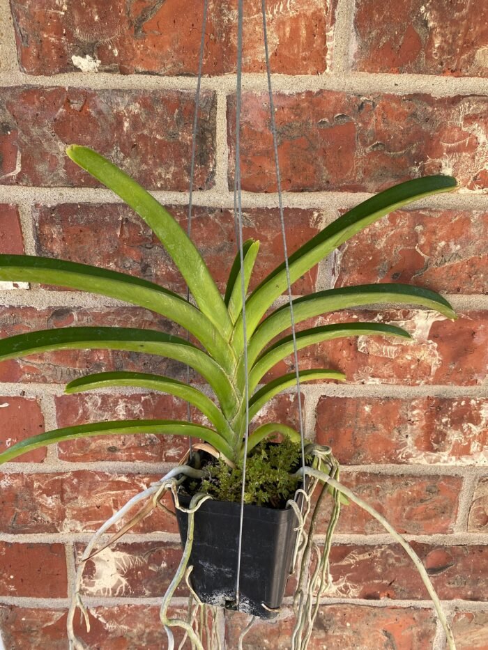 Vanda Rasri Gold x sanderiana alba (Blooming Size, 3.5” pot) - Image 3