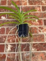 Vanda Rasri Gold x sanderiana alba (Blooming Size, 3.5” pot) - Image 4
