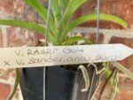 Vanda Rasri Gold x sanderiana alba (Blooming Size, 3.5” pot) - Image 5