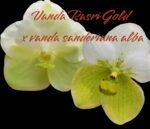 Vanda Rasri Gold x sanderiana alba (Blooming Size, 3.5” pot)