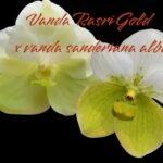 Vanda Rasri Gold x sanderiana alba (Blooming Size, 3.5” pot)