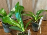 Fragrant - Phalaenopsis bastianii × sib (3” pot) - Image 4