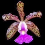 Cattleya Peckaviensis (schilleriana v. sanderiana x anclandiae) (3.5” pot)