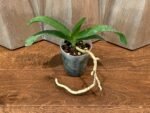 Rhynchostylis gigantea 'Cartoon' (3.5” round pot) - Image 3