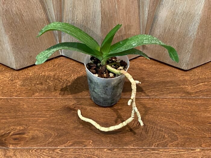Rhynchostylis gigantea 'Cartoon' (3.5” round pot) - Image 3