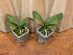Rhynchostylis gigantea x sib ‘Pink Spots’ (3.5” pot) - Image 3