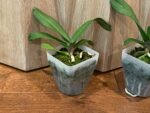 Rhynchostylis gigantea x sib ‘Pink Spots’ (3.5” pot) - Image 4